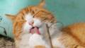 Evinde kedi ve köpek olanlara yapılan ölümcül uyarı can aldı!