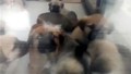 Sahiplenme bahanesiyle evine aldığı köpekleri katleden şüphelinin ifadesi ''pes'' dedirtti
