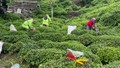 2025 yılı yaş çay alım fiyatı belli oldu