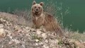 Videosunu çekmek istediği ''koca oğlan'' aklını aldı!
