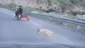 Köpeği motosiklete bağlayıp metrelerce sürüklediler!