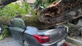 İstanbul'da devrilen ağaç 3 aracı pert etti!