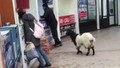 İnsanlardan aradığı ilgiyi göremeyen inatçı keçi kasadaki paraları alıp kaçtı