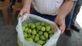 Türkiye'nin eşsiz lezzeti ''ilekleme''de sezon başladı