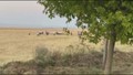 Türkiye'nin gökyüzündeki gururu yerli SİHA ANKA III acil iniş yaptı