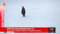 Halk TV RTÜK'e olay tepki: Penguen belgeseli yayınlandı