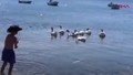 Denize girdikleri için CİMER'e şikayet edilip hapis cezası verilen kazlara şartlı tahliye kararı!