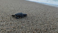 Caretta carettaların zorlu yaşam mücadelesi başladı
