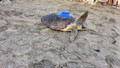Türkiye'nin ilk yerli uydu takip cihazı caretta carettaya takıldı