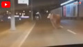 İstanbul çevre yolunda kurbanlık boğa alarmı! Trafiğin içine daldı
