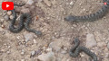 Türkiye'nin en zehirli yılanı doğal ortamında görüntülendi