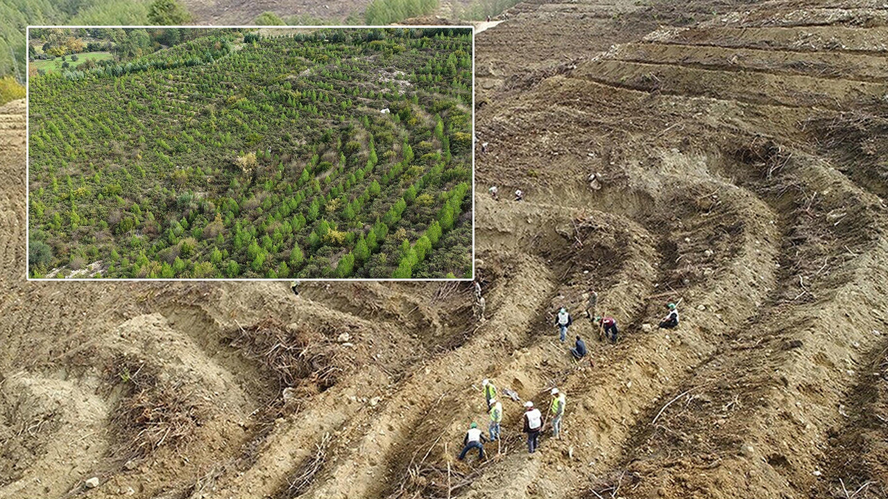 Orman yangınlarında kül olmuştu... Cehenneme dönen cennetin son hali ortaya çıktı