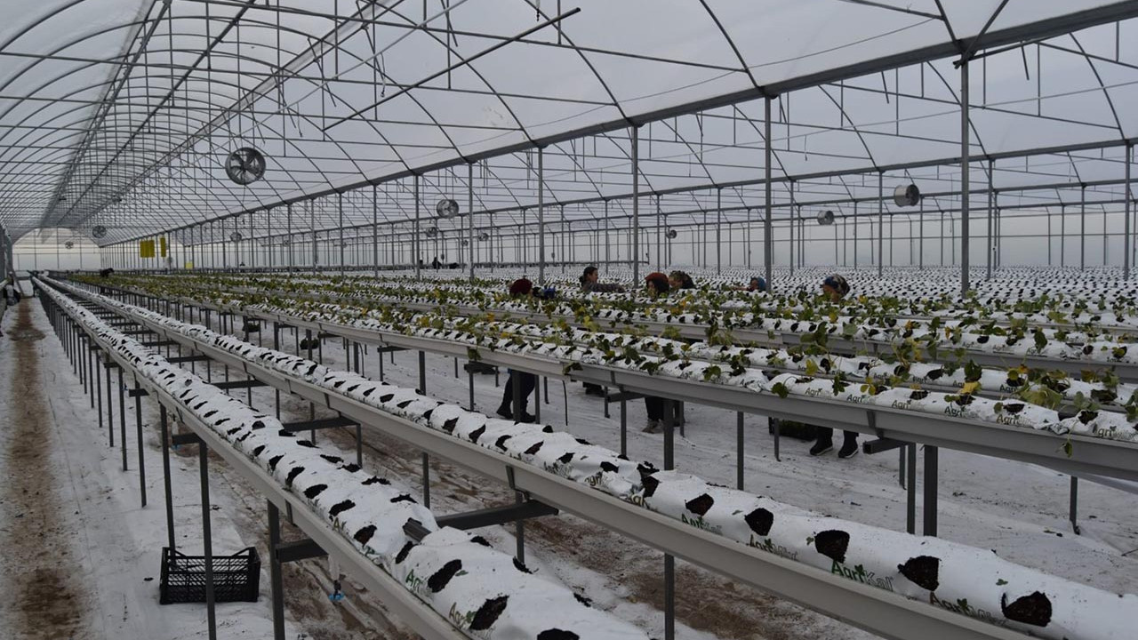 Deneme amaçlı başladı, 4 dönümlük tesis kurdu: Dört mevsim çilek üretiyor