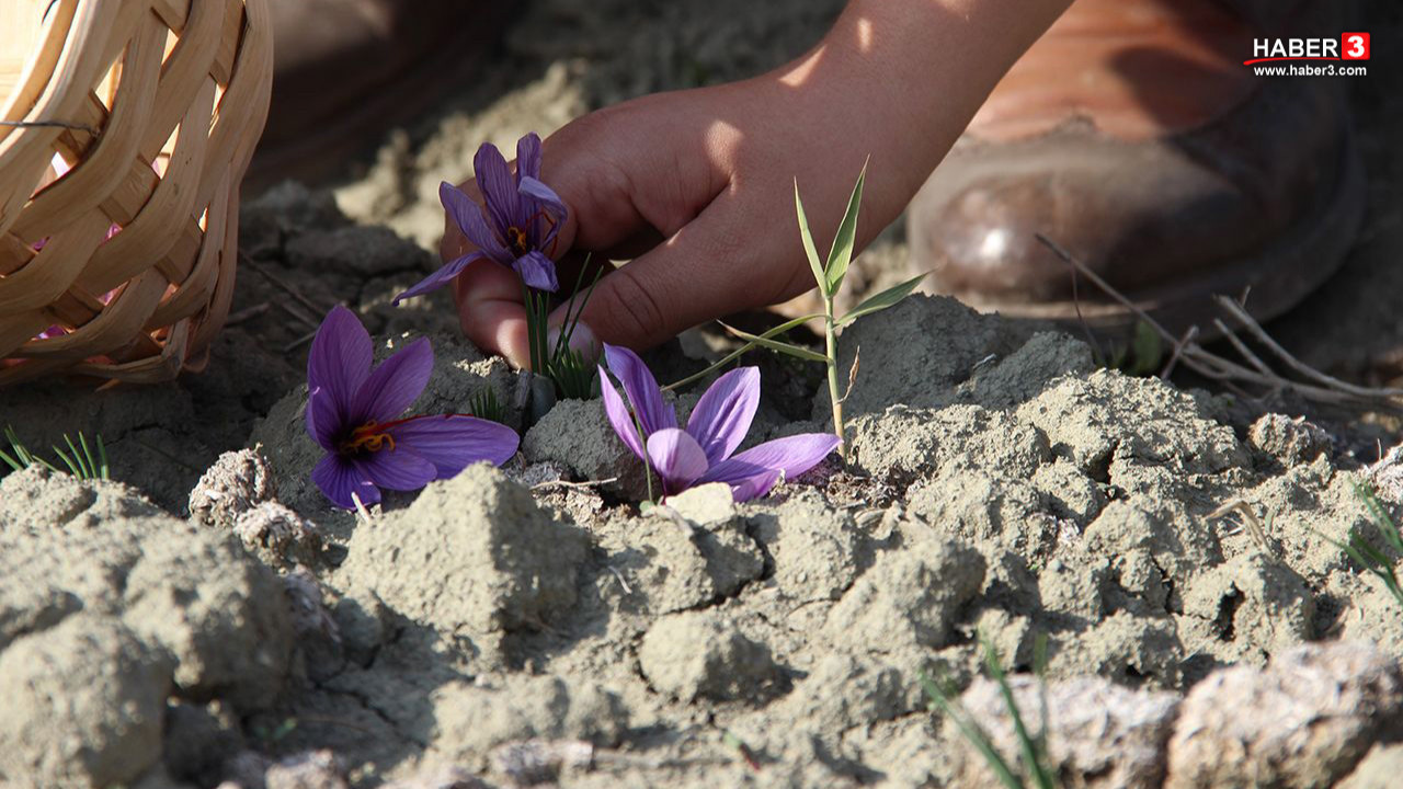 Türkiye'nin aklınıza gelebilecek heryerde kullanılan mor altını safranda bir ilk