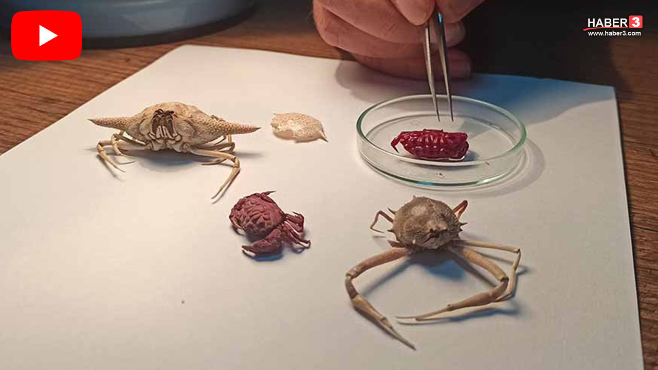 Türkiye'nin yeni istilacıları onlar oldu: Mavi cennetimiz istila altında