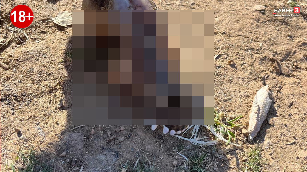 ''Sokak hayvanlarına iyi bakıyoruz'' demişlerdi...…