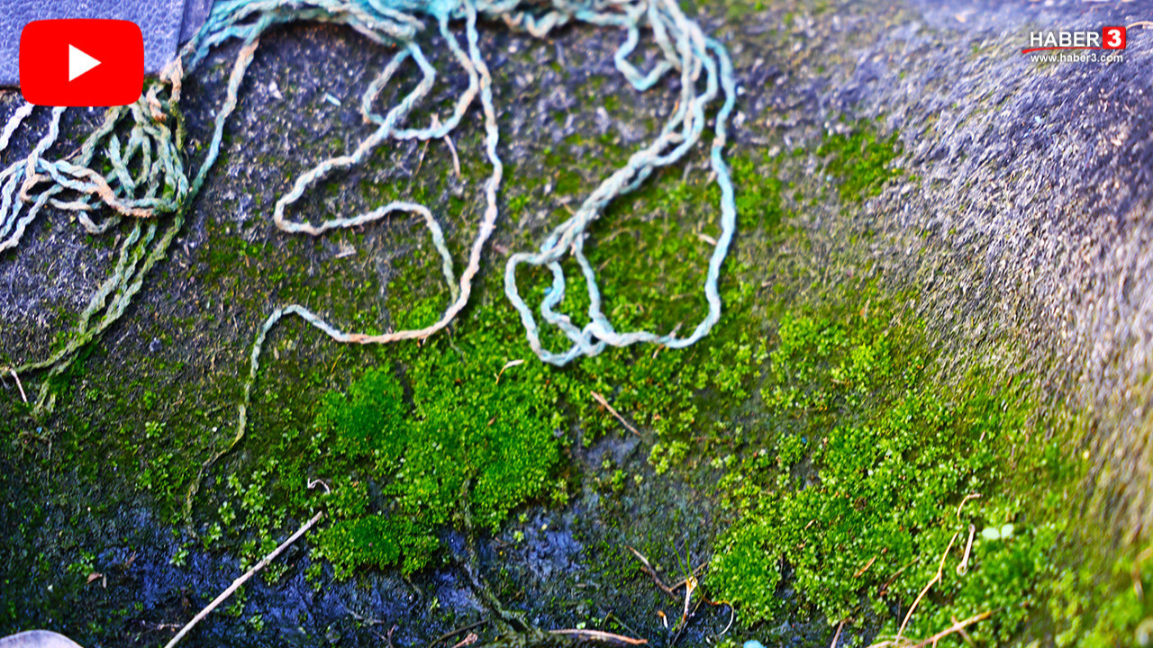 Türkiye'nin yüzlerce milyon TL'lik çürüyen serveti kamerada