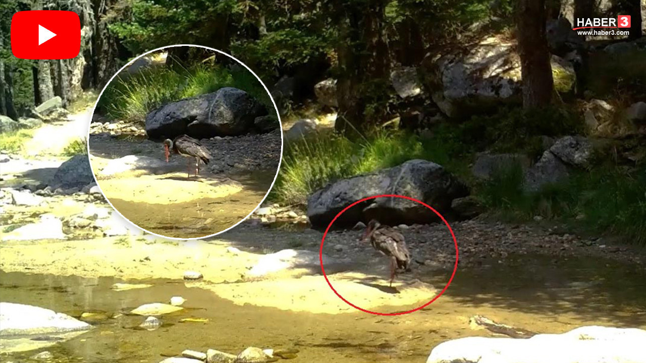 Türkiye'de ender görülüyor! Doğanın siyah incisi fotokapana yakalandı