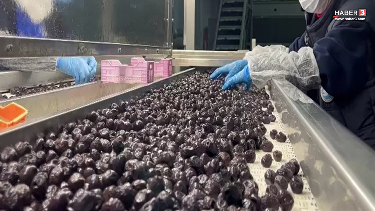 Türkiye'nin eşsiz lezzetli zeytini, zeytinyağlı çikolata ve kozmetik ürünü oluyor