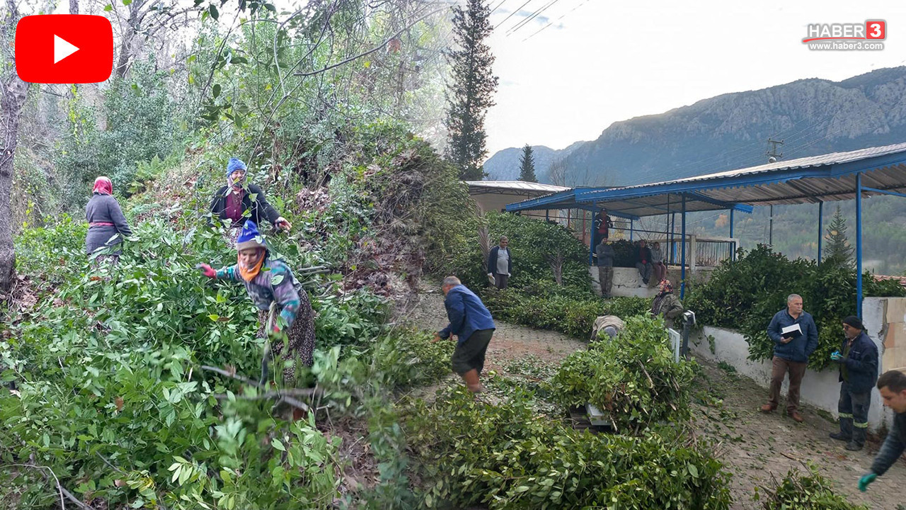 Kilosu 25 TL! Köylüler ormandan topluyor, Avrupa'ya ihraç ediliyor