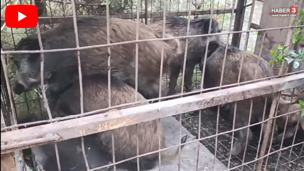 İstanbul'da kaçak domuz avcılarının vahşet tuzakları bulundu