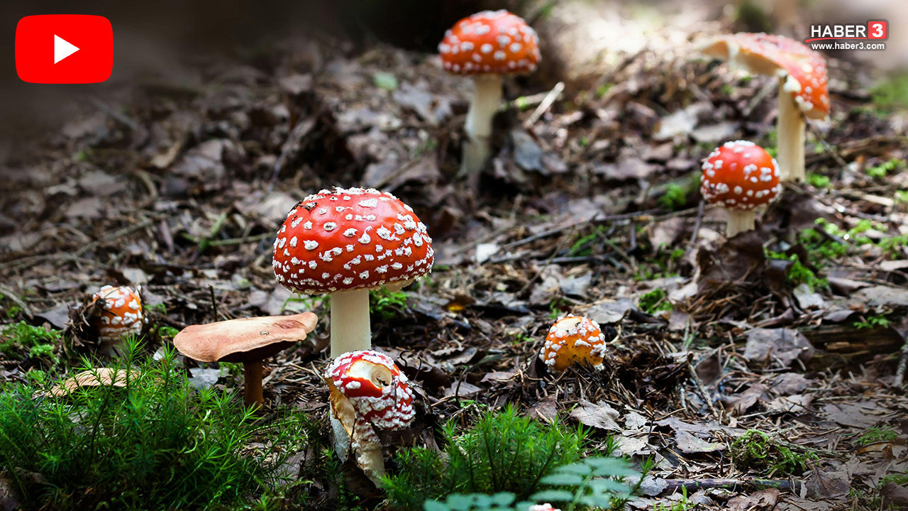 Uzman isimden hayati uyarı: Her 3 tanesinden 1'inde ölümcül zehir var