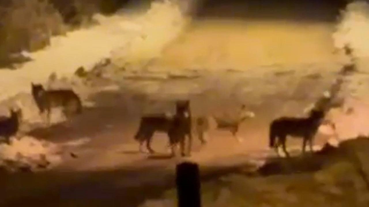 Aç kalan kurtlar ilçe merkezine indi