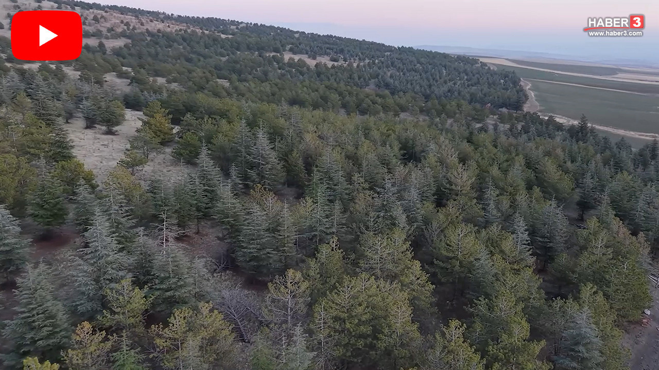 Gel de isyan etme! 1,2 milyon metrekarelik meraya imar planı iddiası ortalığı karıştırdı