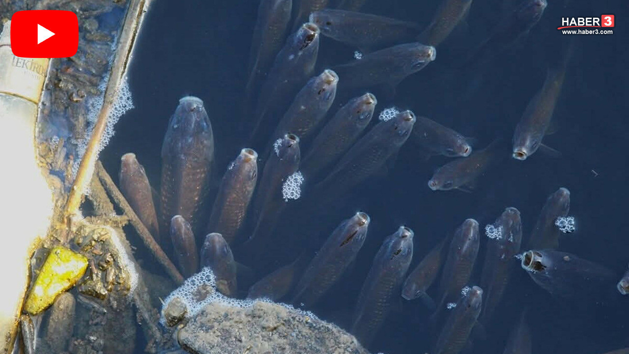 Cehenneme dönen cennette kahreden manzara: Hepsi oksijen için suyun üstüne çıktı