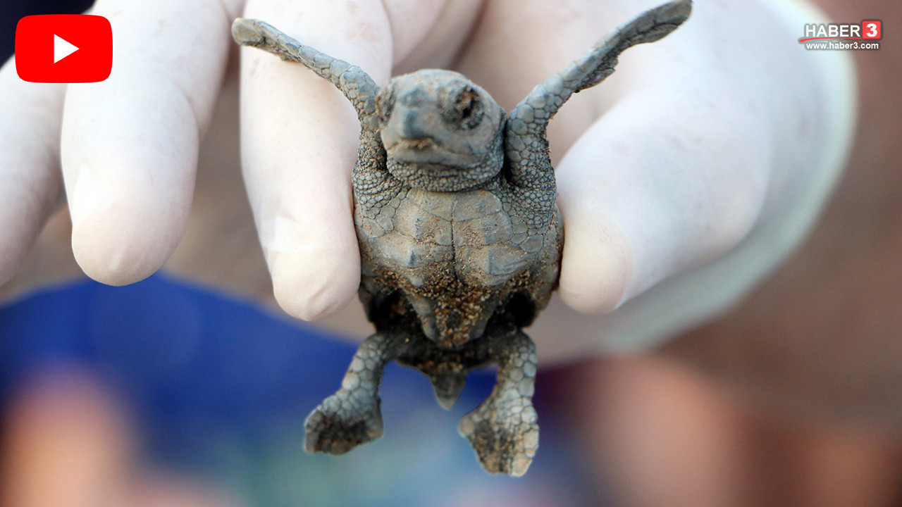 Antalya'dan yüreklerimizi ısıtan sımsıcak haber: Yarım milyona yakını denizle buluştu...