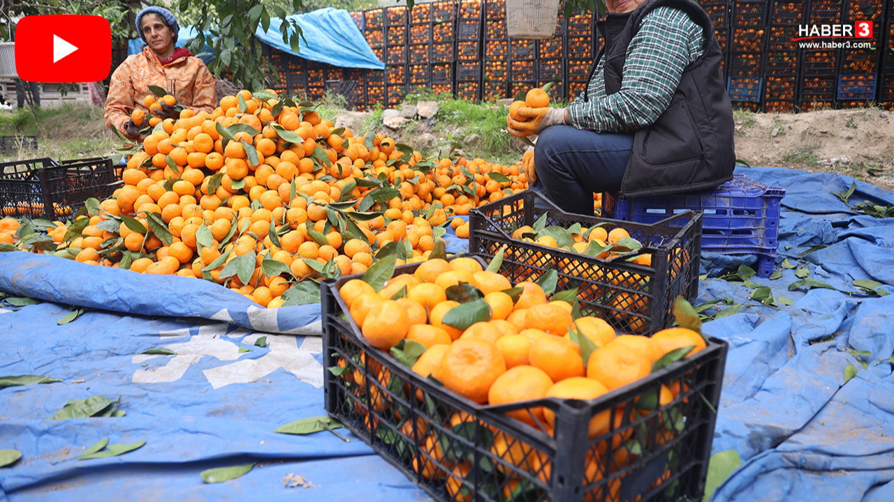 Tarlada 2 TL, markette ise tam 35 TL... Tüketici de, üretici de isyan etti