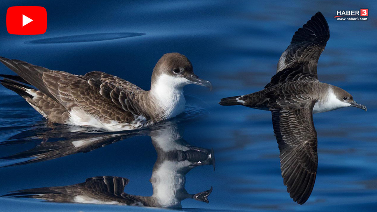 Binlerce kilometre uzaktan Türkiye'ye sürpriz misafir! İlk kez görüntülendi
