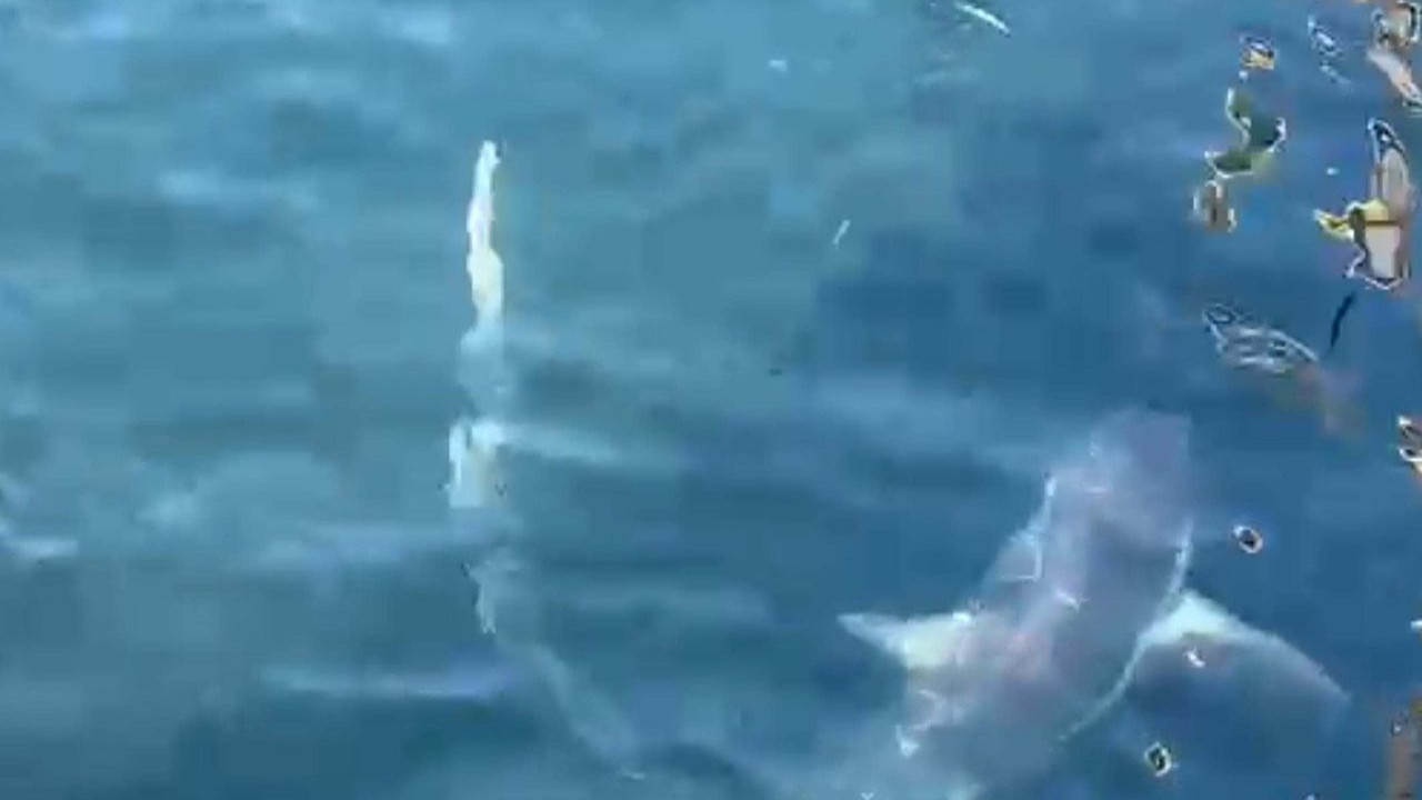 Çanakkale açıklarında balıkçıların ağına 2 canavar takıldı!