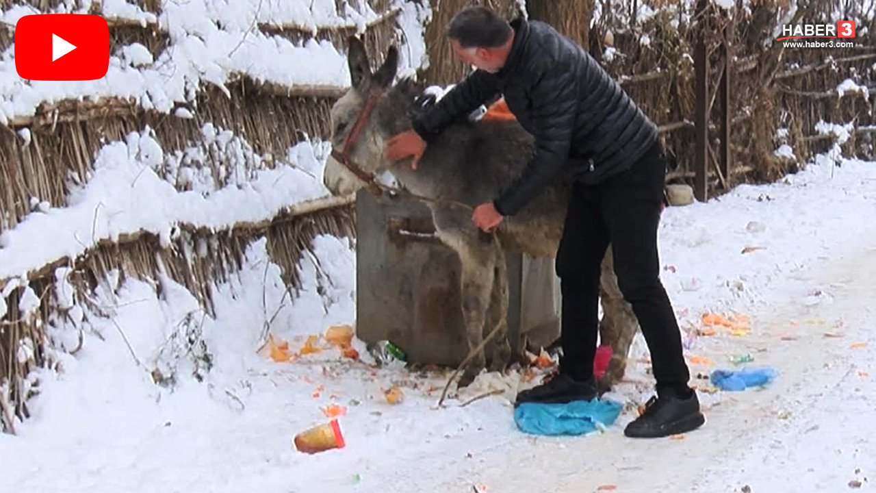 Dondurucu soğukta yüreklerimizi ısıtan kareler: Soğukta ölüme terk edilen hayvanlara sahip çıktı