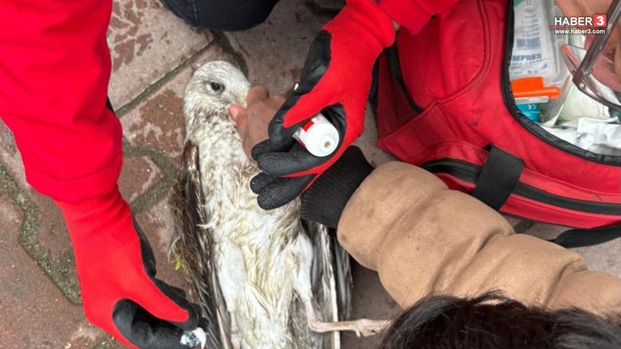 Balık tutmak isteyen balıkçıların oltasına süpriz bir canlı takıldı