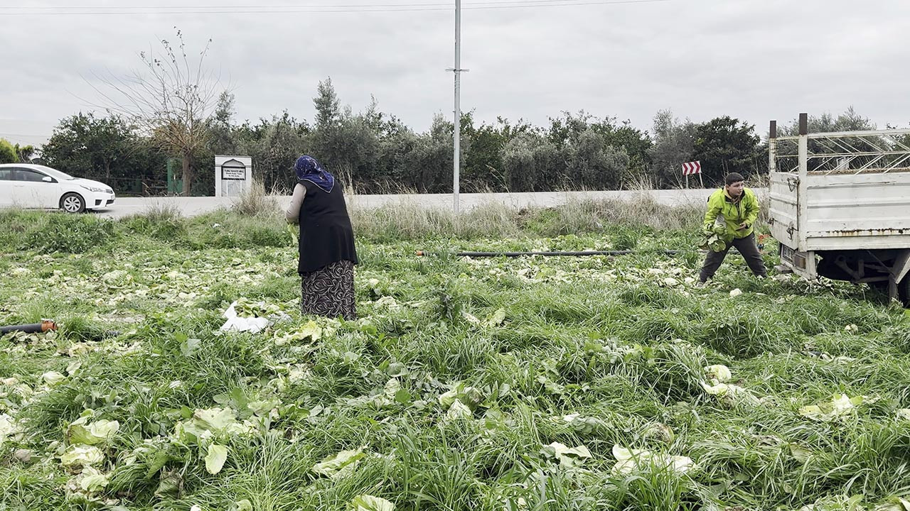17 dönümlük tarlasındaki ürünlerin hepsini bedava dağıttı