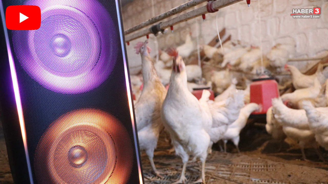 Yumurta fabrikasında tavuklara dinletilen müzik ile şaşırtan bir değişim yaşandı
