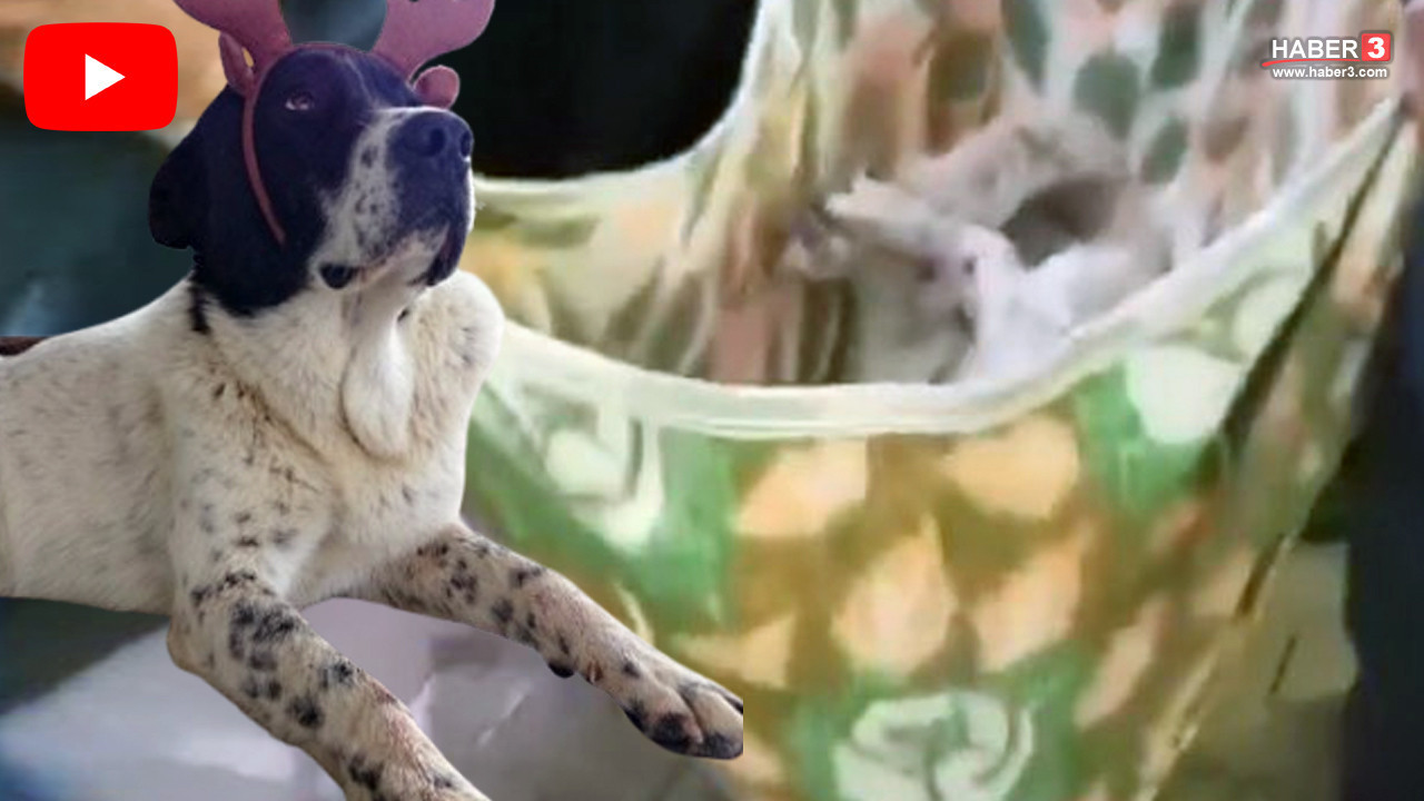 Ankara metrosunun maskotu Matmazel'in korkunç ölümüyle ilgili soruşturma başlatıldı