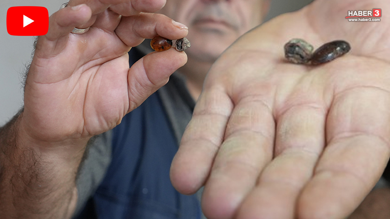 Bayburtlu kehribar ustasından şans eseri milyonlarca yıllık tarihi keşif