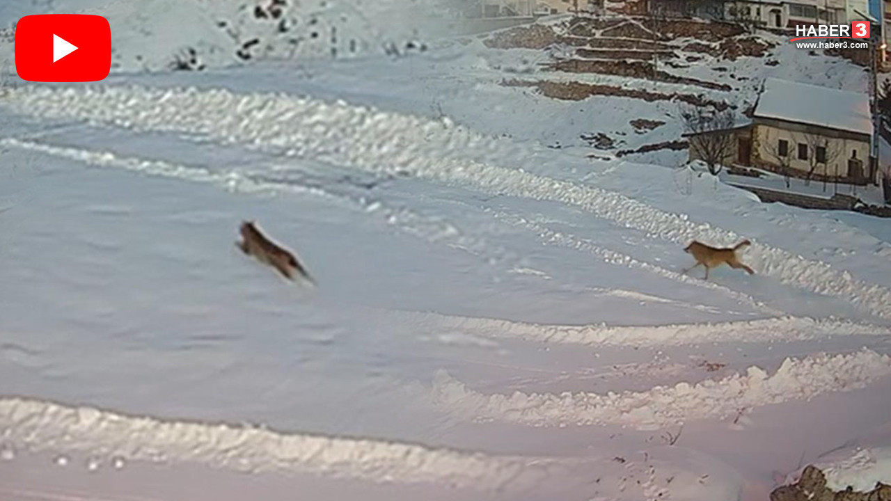 Sivas'ta National Geographic belgesellerini aratmayan görüntü