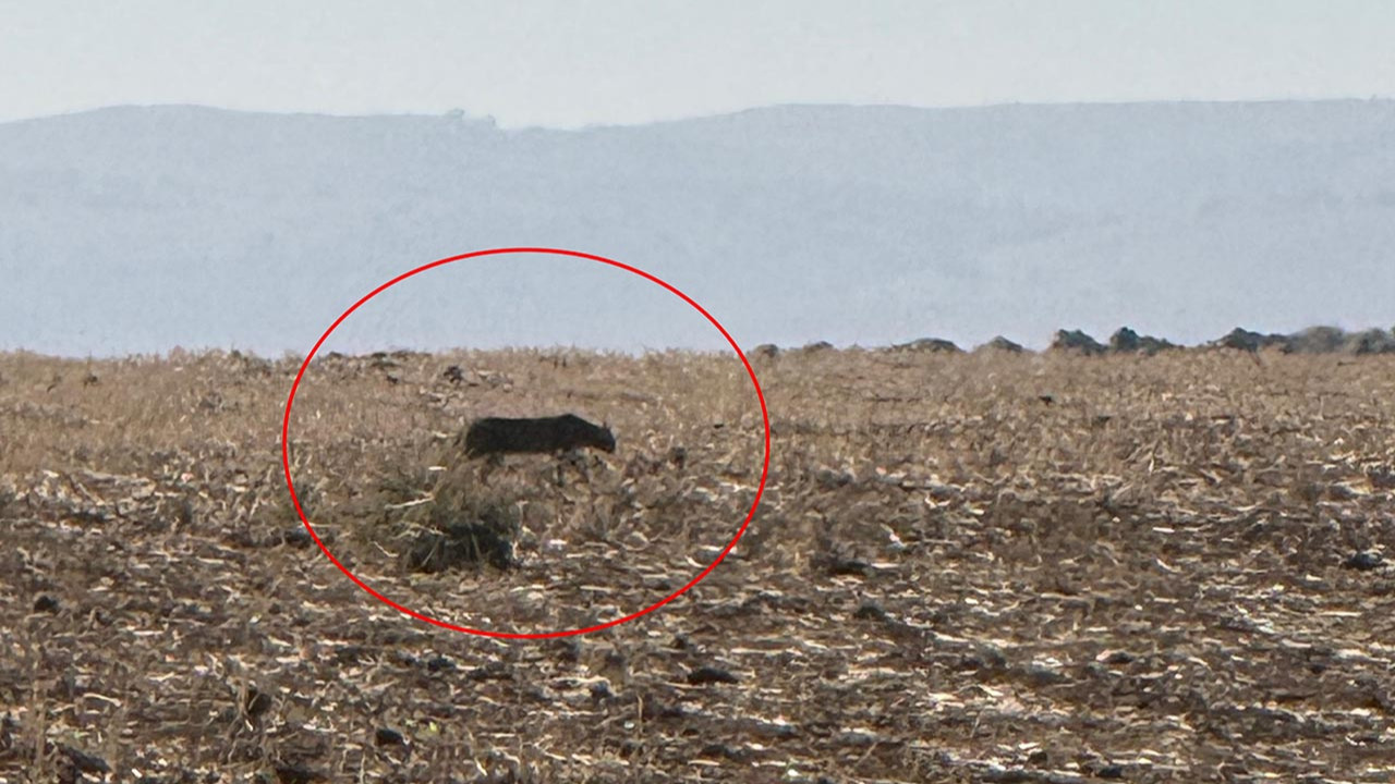Türkiye'nin en gizemli yırtıcısı bu kez Şırnak'ta ortaya çıktı