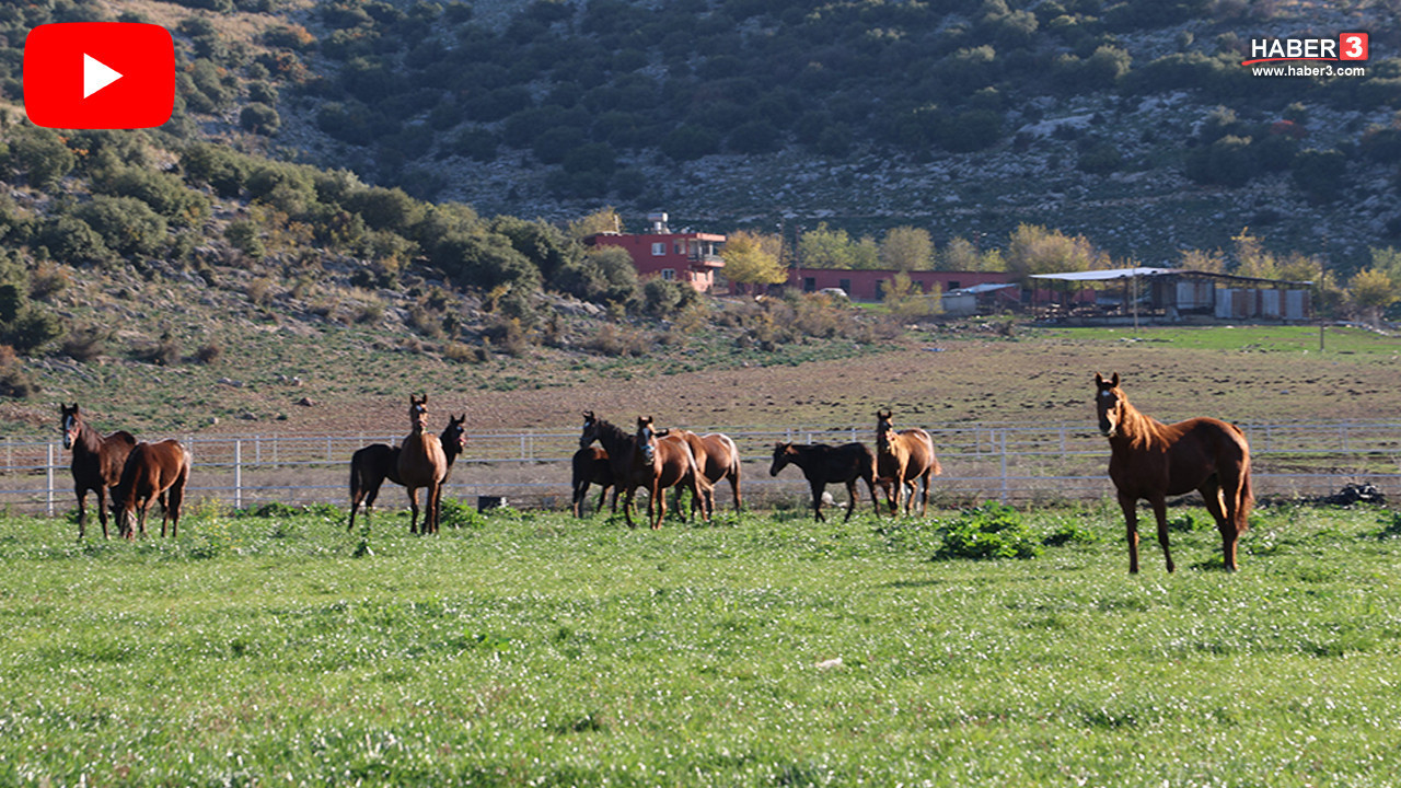 Burası milyonluk İngiliz ve Arap yarış atlarının Türkiye'deki yuvası
