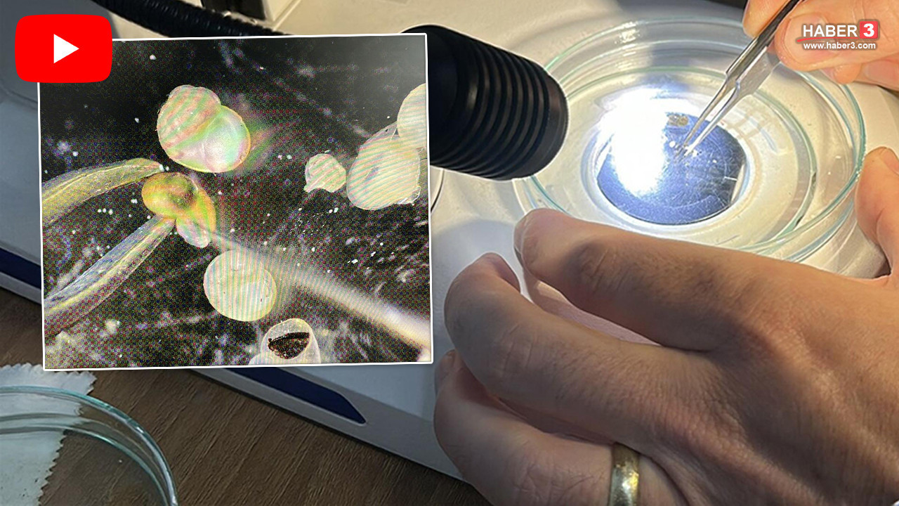 Çanakkale'de bir profesör 13 yılda tam 29 farklı yeni türü literatüre kazandırmayı başardı