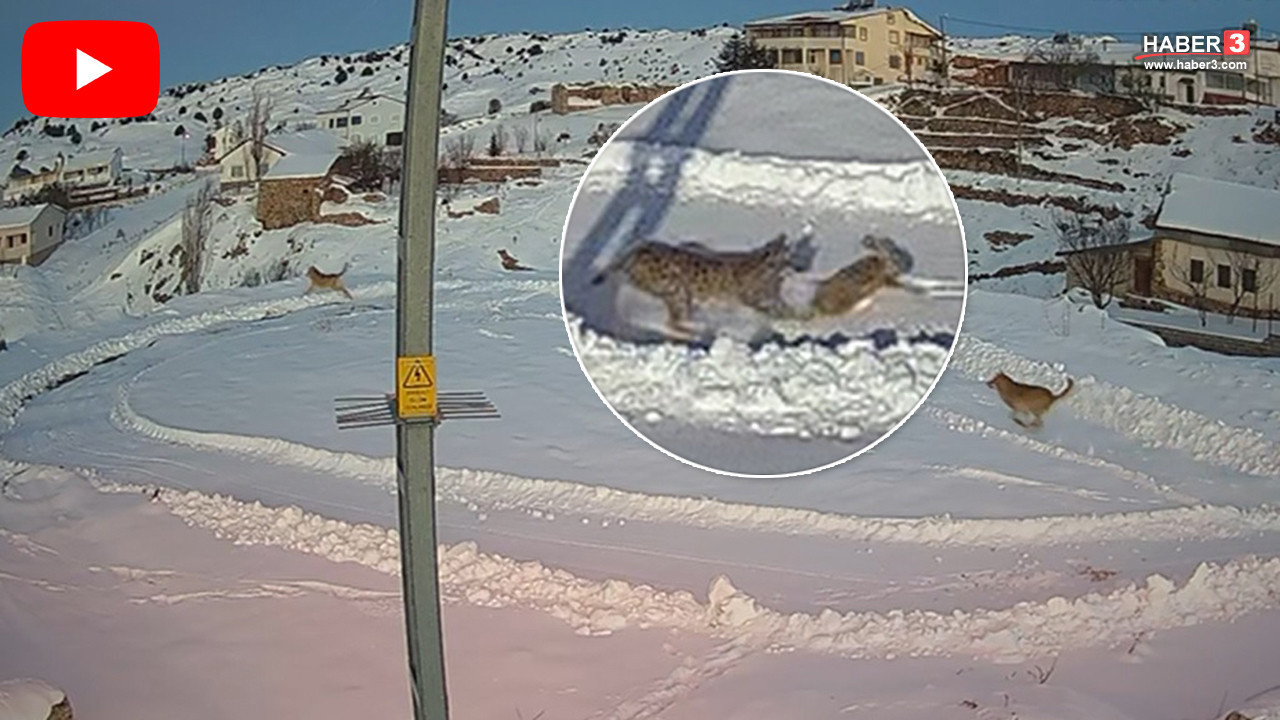 Yabani yırtıcılar Türkiye'nin 1 tek köpeğin bile yaşamadığı köyünü istila etti