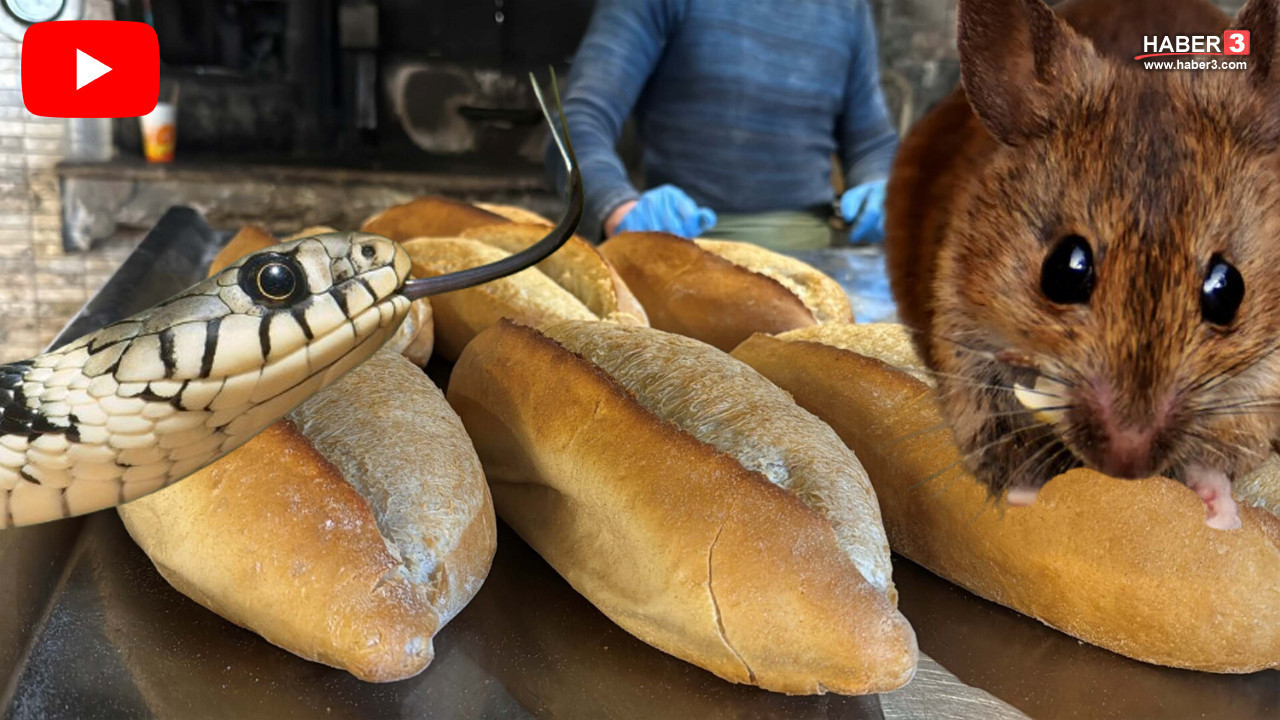 Ekmek fırınını denetiminde mide bulandıran manzara; zabıtanın isyanı olay oldu