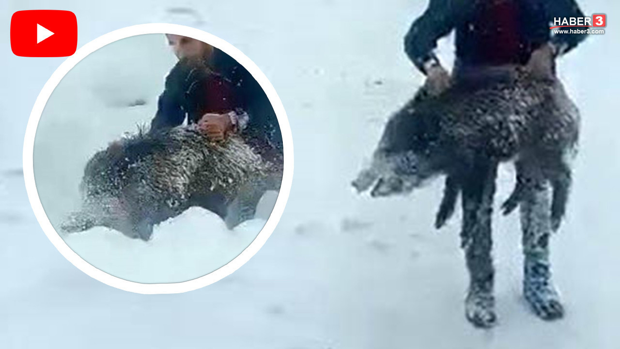 Karadenizli vatandaş ağzında sigara çıplak elle yaban domuzu yakaladı