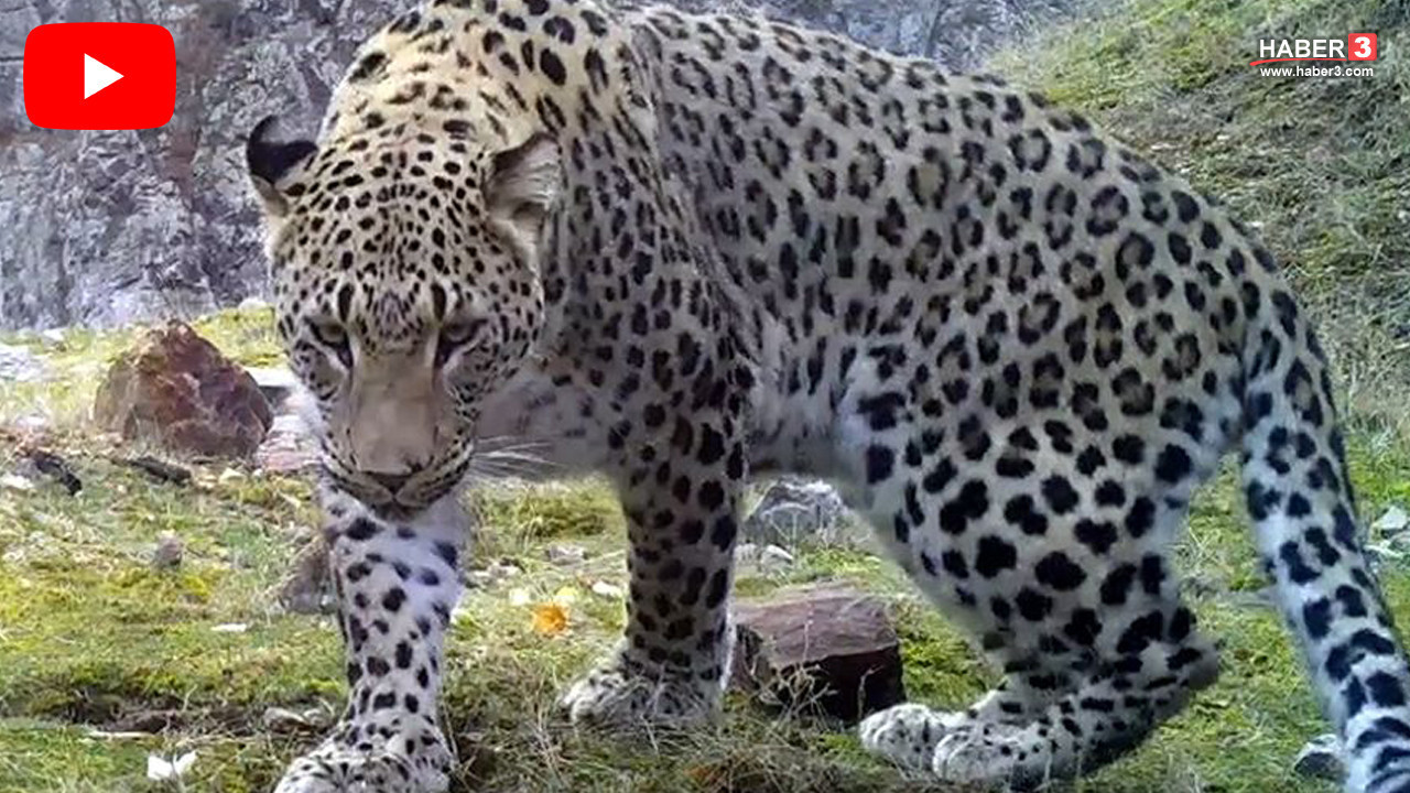 Nesli tehlike altındaki Türkiye'nin en gizemli yırtıcısı Anadolu Parsı için karar verildi