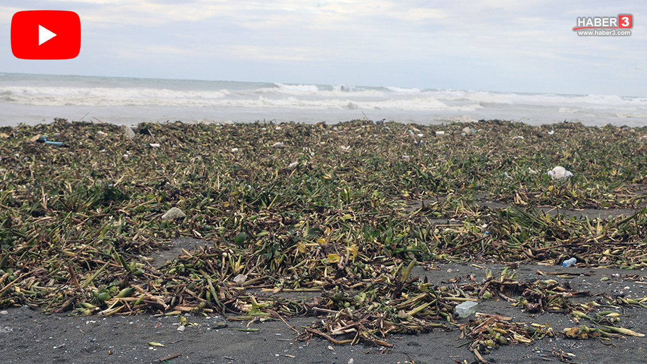 İstilacı tür önce nehri şimdi de deniz kıyısını sardı: Her yer yemyeşil