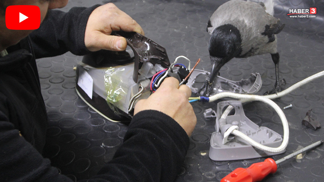 Bir vatandaş yaralı halde bulmuştu... Türkiye'nin ilk ve tek tamirci çırağı kargası oldu...