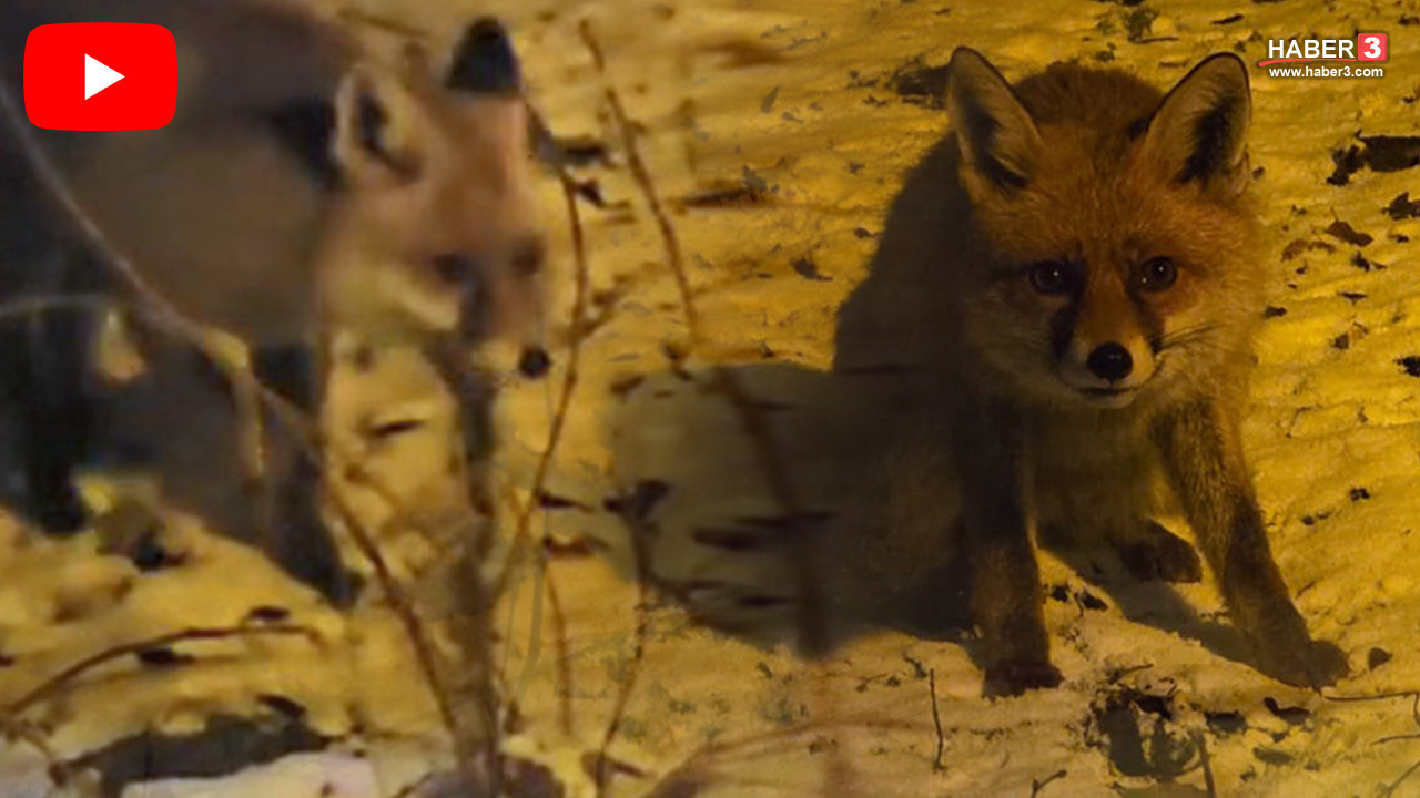Kartepe’de yiyecek arayan tilkiyi, eliyle besledi